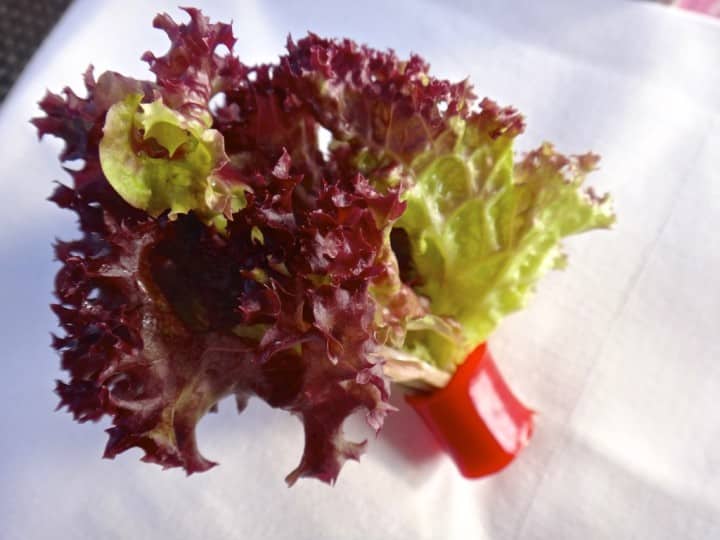 DSC00181 e1407934364877 A cool lettuce garnish - nice