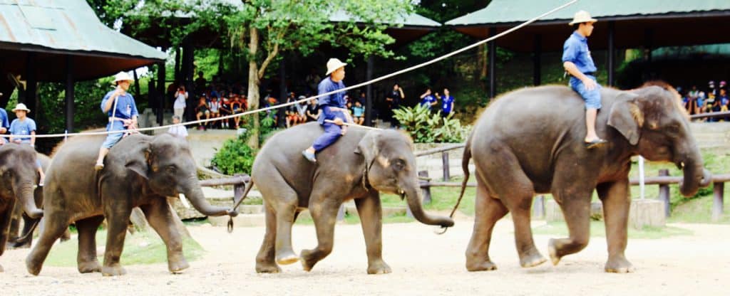 Chiang Mai Review elephant show