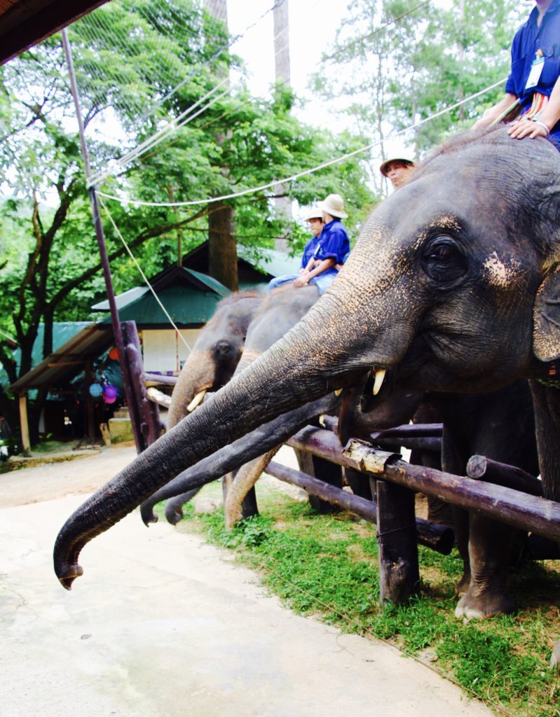 Chiang Mai Review elephants #4