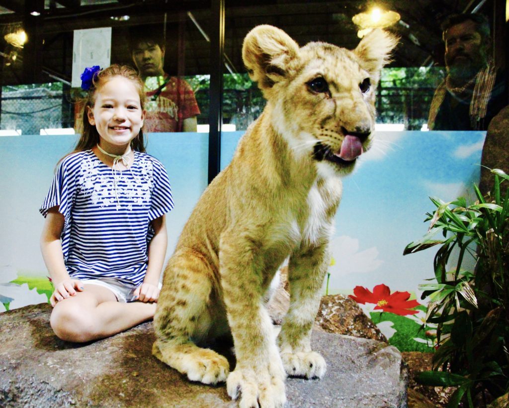 Chiang Mai Review Lion Cubs