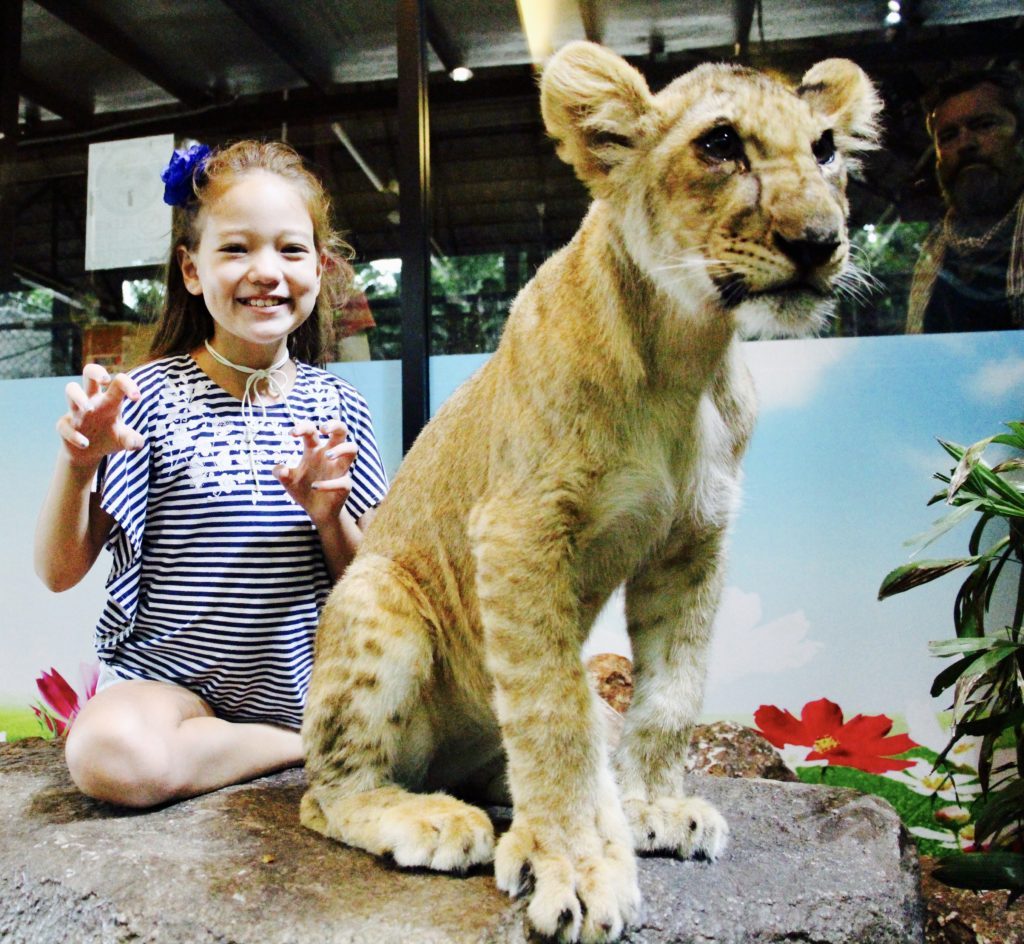 Chiang Mai Review Nala the lion cub