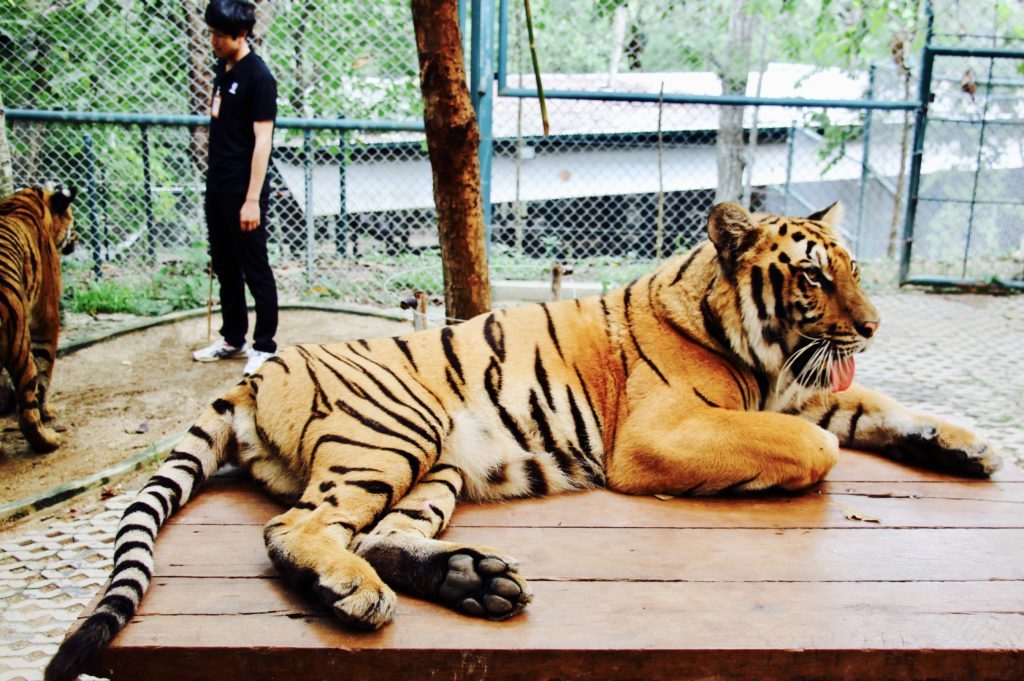 Chiang Mai Review Tiger Kingdom #1