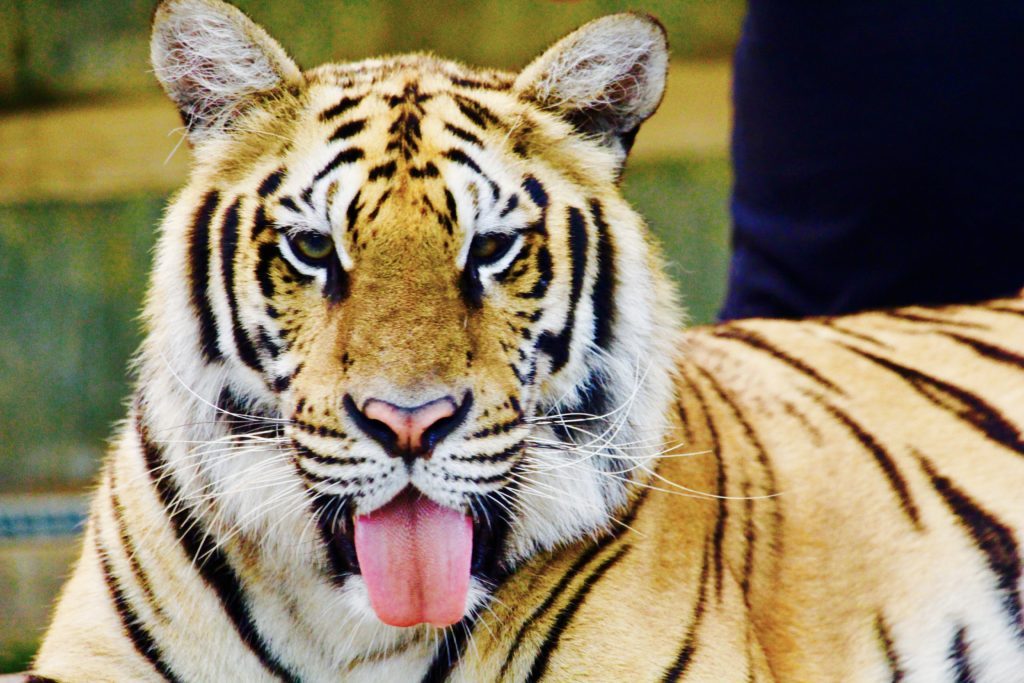 Chiang Mai Review Tiger Kingdom #5