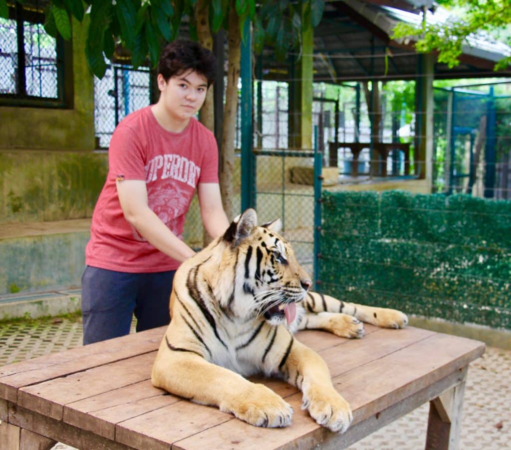 Chiang Mai Review Tiger Kingdom Ollie