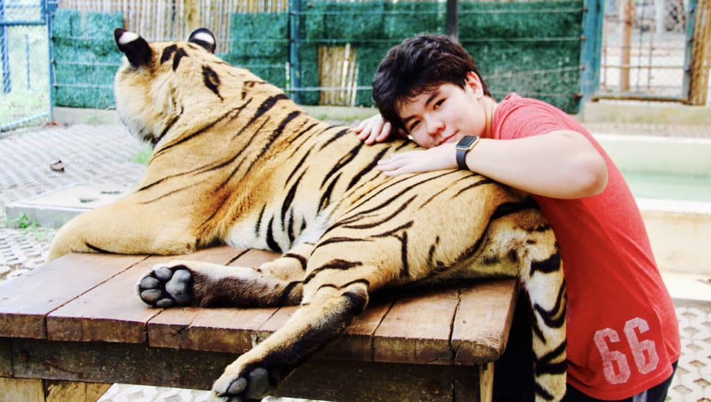 Chiang Mai Tiger Kingdom Ollie Cuddles