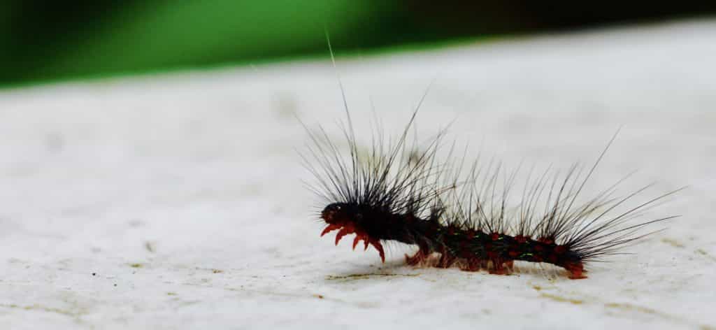 Chiang Mai Review Hairy Caterpillar