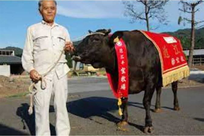 Wagyu Cow