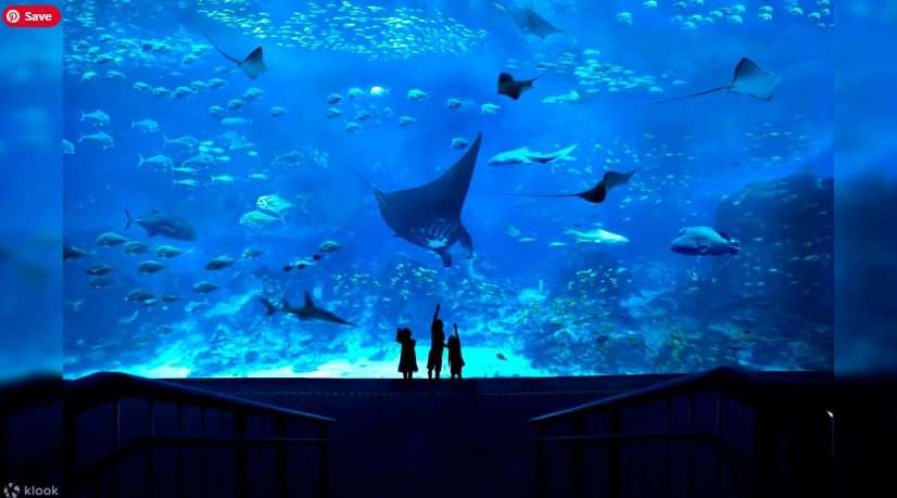 S.E.A. Aquarium™ One-Day Ticket