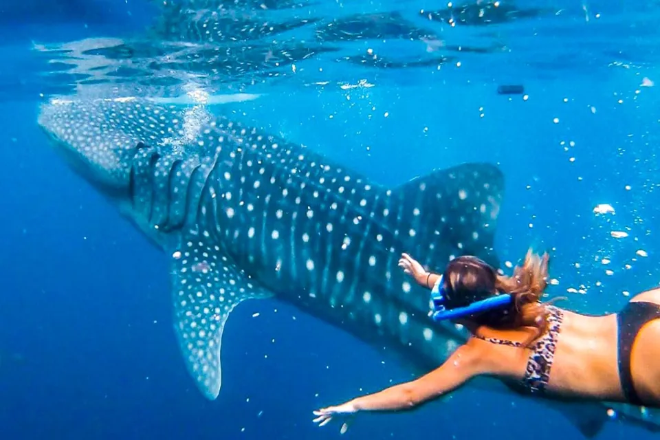 Whale Shark Bohol