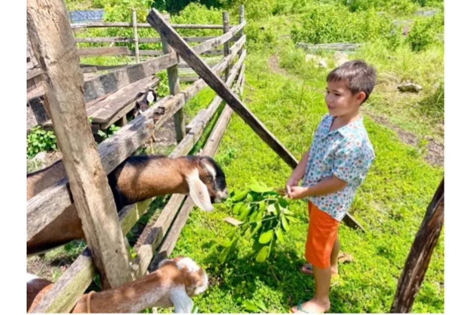 South Farm Panglao Goats