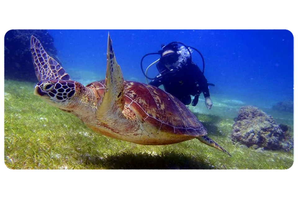 sea turtles balicasag island diving
