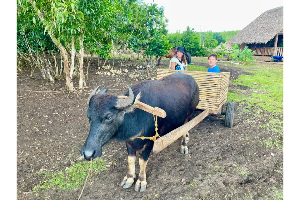 south farm panglao carabao ride