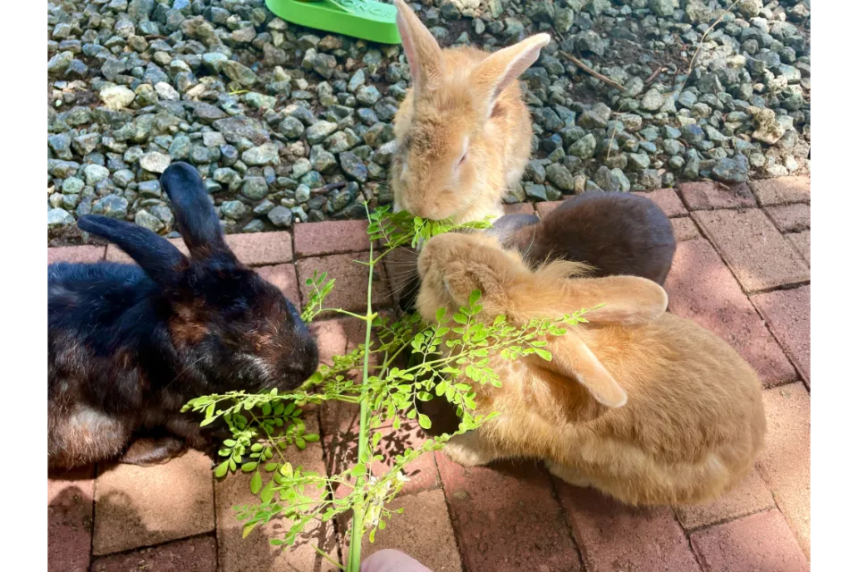 South Farm Panglao Rabbits