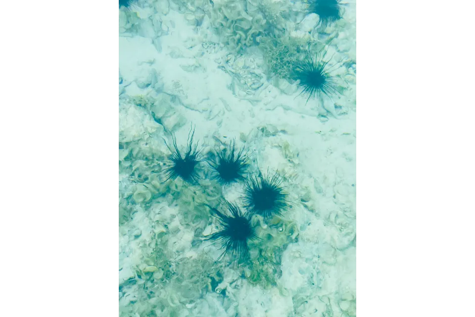South Palms Resort Sea Urchins