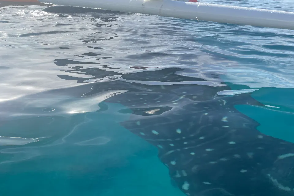 Whale Shark swimming Bohol