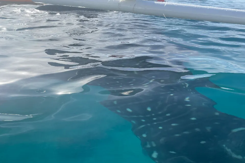 whale shark lila bohol from the boat