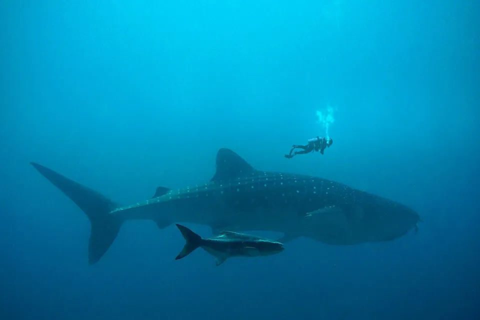 Whale Shark Lila Bohol