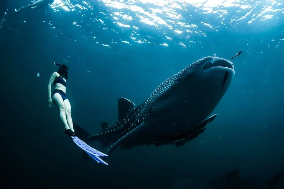 whale shark swimming the philippines
