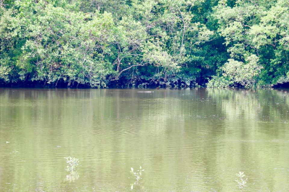 sungei buloh bistro by GardenAsia crocodile