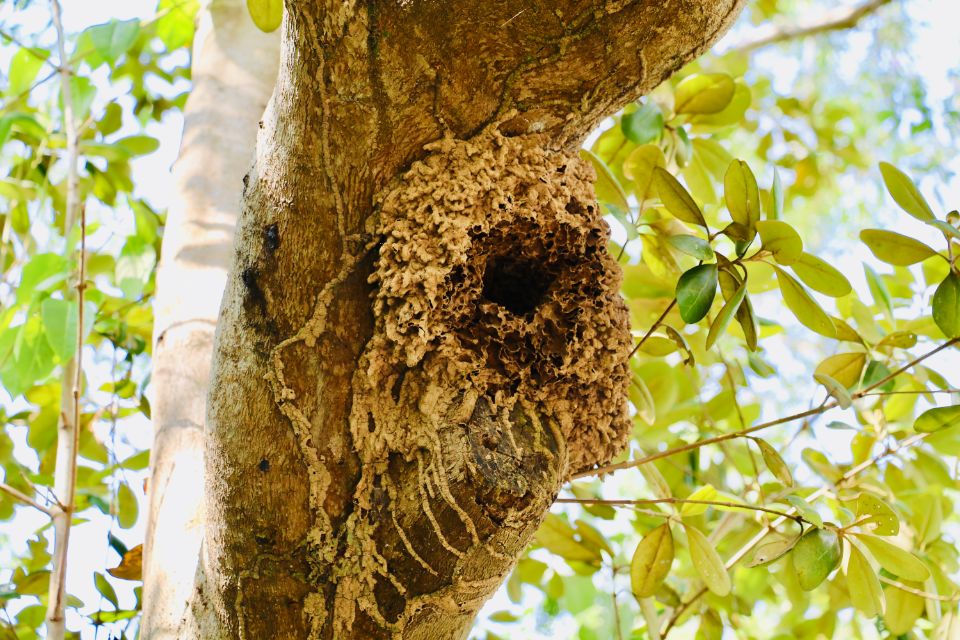 sungei buloh gardenasia by bistro wasp nest