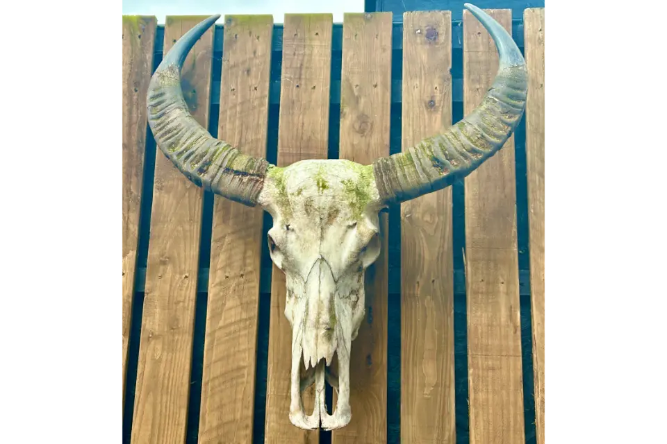 the cow shed birchington cow skull