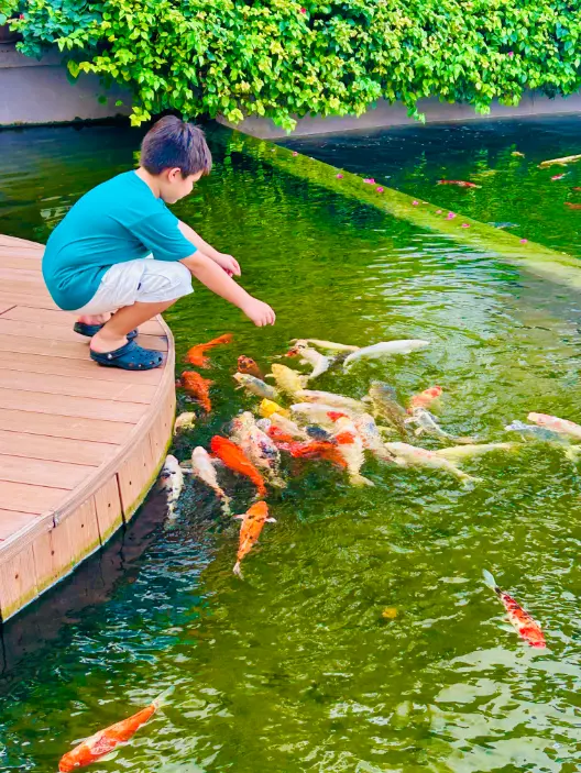 bellevue resort review philippines jude feeding the fish