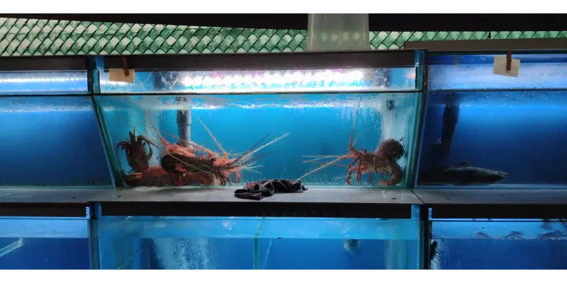 Hua Yu Wee Seafood Restaurant Lobster and Fish Tanks